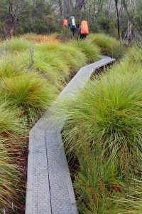 Walkers on boardwalk, Overland Track 2022